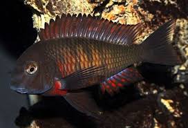 Tropheus Red Lupota Tropheus Sp Lupota Tropical Fish Site