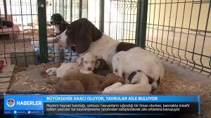Buyuksehir Araci Oluyor Yavrular Aile Buluyor Mersin Buyuksehir Belediyesi