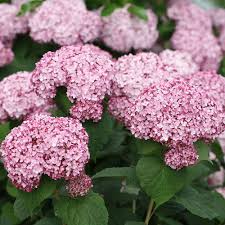 Image result for Hydrangea arborescens Pink Anabelle