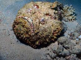 the ghoulish stonefish they are the world s most venomous fish one sting from their sharp dorsal fin spines can kil sea creatures cool fish venomous animals