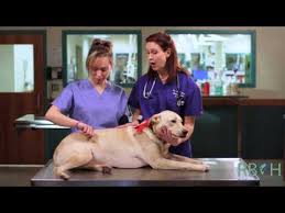 How To Check Your Pets Vital Signs Youtube