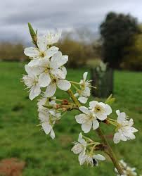 Image result for Prunus