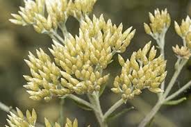 Image result for Subularia monticola