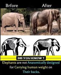 Elephants suffer from carrying tourists on their backs