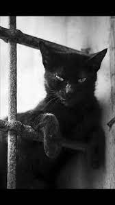 Chat Noir Chats Noirs Chats Noir Rigolo Chats Noir Mignons Chatjadore Chatnoir Chatsnoirs Ch Black Cats Rock Beautiful Cats Cats And Kittens