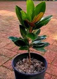 They're deciduous and evergreen trees and shrubs that can most accurately be a few are grown for use as foliage plants. How To Grow Magnolias In Containers