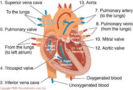 Blood Flow Howstuffworks