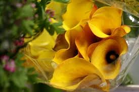 Check spelling or type a new query. Seattle Wholesale Growers Market Gathers Steam Northwest Agriculture Business Center Blog