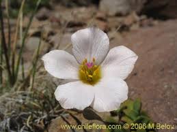 Image result for Portulacaceae