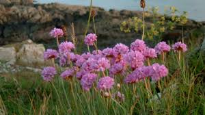 Coastal Wild Flowers Of Britain And Ireland Youtube
