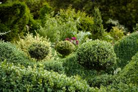 If this is the case, buying a successful boxwood shrub from a reputable arborist, such as the tree center, is essential to later success. English Boxwood Is It Worth It Gardenista