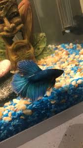 Betta fish diet is one of the most important aspects of keeping them healthy. Does My Betta Fish Look Healthy As I M Scared Of It Dying My Aquarium Club