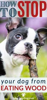 How To Stop Your Dog From Eating Wood Sticks Debris In 2020 Dogs Your Dog Dog Care