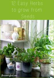 12 Easy Herbs To Grow From Seeds Deco Plantes Jardinage Plante
