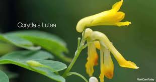 Check spelling or type a new query. Corydalis Lutea How To Grow And Care For Yellow Corydalis