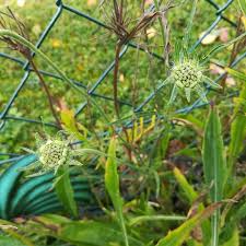Oktoberimpressionen Aus Dem Garten Sogar Meine Blaue Skabiose Hat Noch Einige Blutenknospe Bekommen Garten Skabiose Gartenl Skabiose Garten Herbstgarten