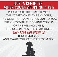 She is dog social and enjoys spending paws for life k9 rescue pulls its dogs from city and county shelters. Paws Wakefield Pet Adoption Information