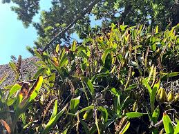 Image result for Bulbophyllum sandersonii