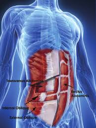 A collection of articles covering abdominal anatomy, including abdominal wall anatomy and abdominal cavity anatomy. The Anatomy Of The Abdominal Wall Download Scientific Diagram