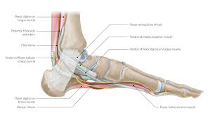 The ankle joint proper or talocrural joint, the subtalar joint, and the inferior tibiofibular joint. The Leg Ankle And Foot Amboss