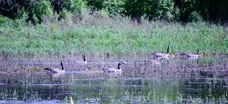 Hiking, trails the jackson bottom wetlands preserve was so amazing we've been there several times since discovering it!!! Trail Going Towards Little House On The Far Left Side Picture Of Jackson Bottom Wetlands Preserve Hillsboro Tripadvisor