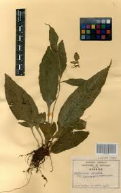 Image result for Asplenium variabile