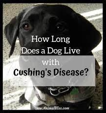 How Long Does A Dog Live With Cushing S Disease