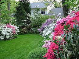 Colorful Azalea Garden Azaleas Garden Backyard Garden Azaleas Landscaping