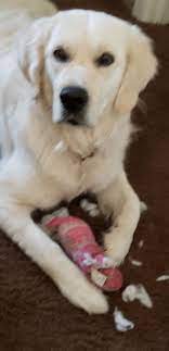 During the first few hours after birth. Utah English Cream Golden Retrievers Home