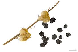 Image result for Dipcadi marlothii