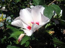 Bila tidak berhasil, coba untuk mengilangkan tanda kutip, misal: Botani Wikipedia Bahasa Melayu Ensiklopedia Bebas