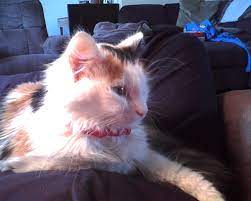 Feline lower urinary tract disease (flutd) is not a specific disease, but rather is the term used to describe conditions that can affect the urinary bladder and/or urethra (the lower urinary tract) of cats. Feline Infectious Peritonitis Chappelle Vet Clinic