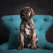 New and used items, cars, real estate, jobs, services, vacation rentals and more we have great dane puppies that are looking for their forever home! Great Dane Poodle Mix Danoodle Petfinder