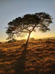 Image result for Copaifera