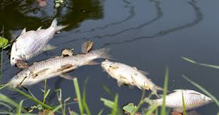 Daarom kunnen de vissen zich beter voeden met stoffen die door de vijver zelf aangemaakt worden. Talloze Dode Vissen In Gronings Kanaal Door Ongeluk Bij Kaasfabriek Groningen Ad Nl