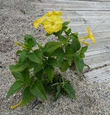Image result for Commicarpus grandiflorus