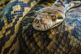 Tafsir primbon menyatakan bahwa mimpi ular kecil bersisik mengkilat merupaka pertanda baik. 11 Arti Mimpi Melihat Ular Menurut Pakar Apakah Tanda Bahaya Orami