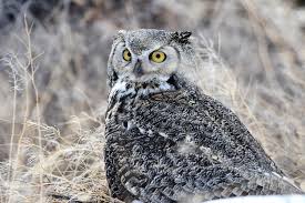 Owls do not eat fruit or plants. It S Dating Season For Great Horned Owls Have You Heard The Hooting East Idaho News