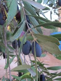 Image result for Olea