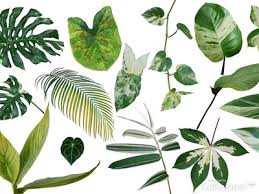 4.4 / 5 ( 118 votes ). 20 Jenis Tanaman Hias Daun Varigata Paling Populer