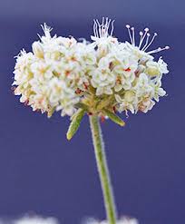Image result for Eriospermum flexuosum