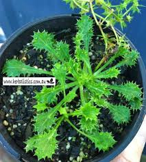 Image result for Ipomoea plebeia