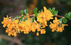 Image result for Berberis darwinii