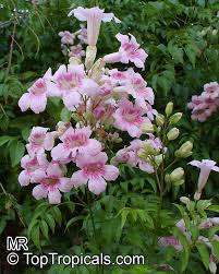 Image result for Podranea