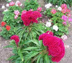 Cockscomb Celosia Cristata Flowers Perennials Gardening For Dummies Flowers