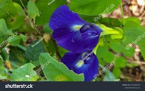Image result for Clitoria ternatea