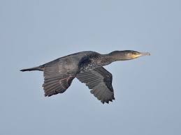 King john was granted a royal charter to register liverpool as a borough in 1207 and needed a unique seal to differentiate documents from his territory so he chose a mythical liver bird to feature as part of the crest. The Real Liver Bird The Cormorant Liverpool Localwiki Bird Liverpool Liver