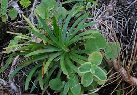 Image result for Costularia natalensis