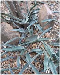 Image result for Agelanthus igneus