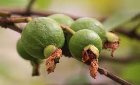 This is the first time everrrr that i can actually say that i am finally seeing the fruits of my labor when it comes to working out! Guava Fruit Dream Meaning And Symbolism